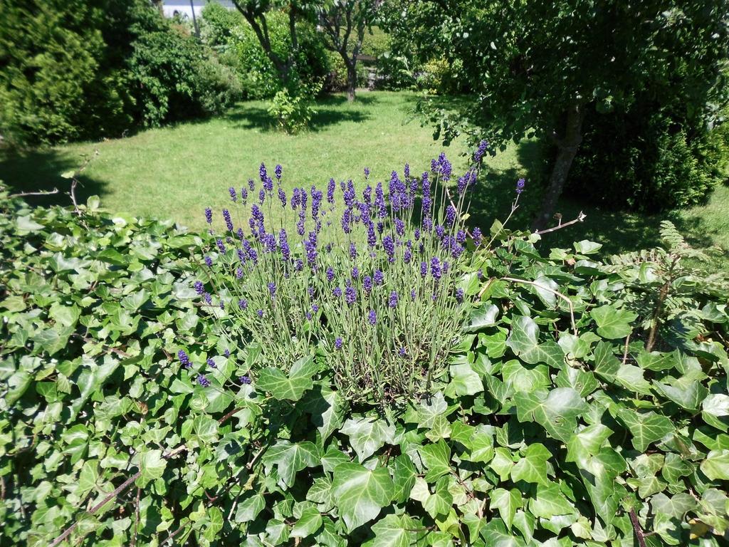 Apartment In Langewiese Sauerland With Garden Winterberg Dış mekan fotoğraf